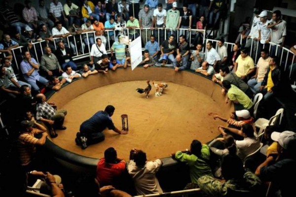 Catorce personas asesinadas en pelea de gallos y en cancha de fútbol