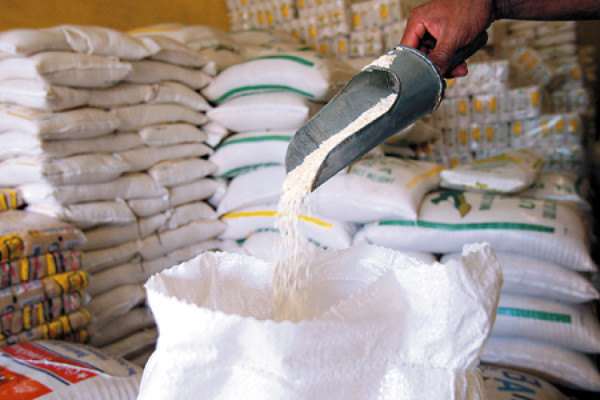 Arroceros obtienen precio de 400 lempiras por quintal