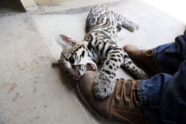 Los inquilinos del Rosy Walther siguen atrayendo a los capitalinos