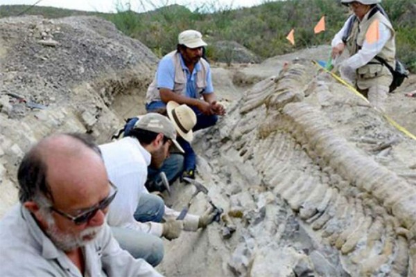 También fueron localizados restos fósiles marinos que aportan datos para la historia de esta región, que fue mar hace más de 70,000 años, informó la institución.