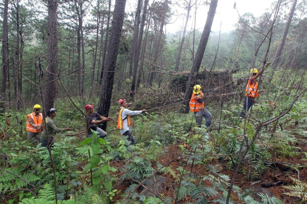 Gorgojo ataca con fuerza densa área de La Tigra