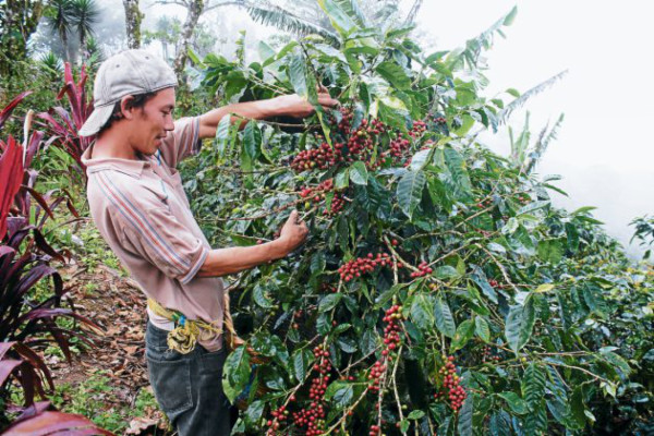 Café aún es un negocio rentable