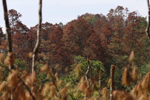 El 40% de los bosques de La Tigra han sido atacados por el gorgojo