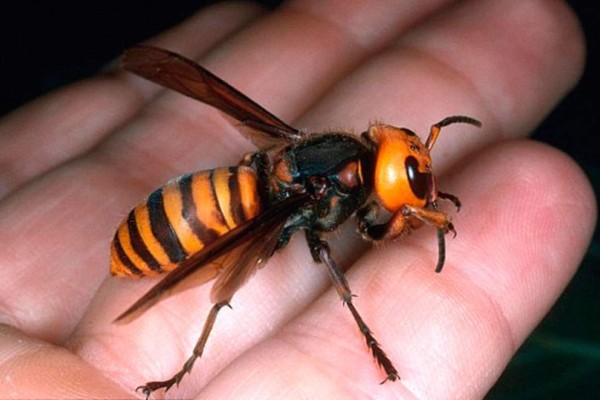 Datos que debe saber de la avispa asiática gigante que mantiene en alerta a Honduras
