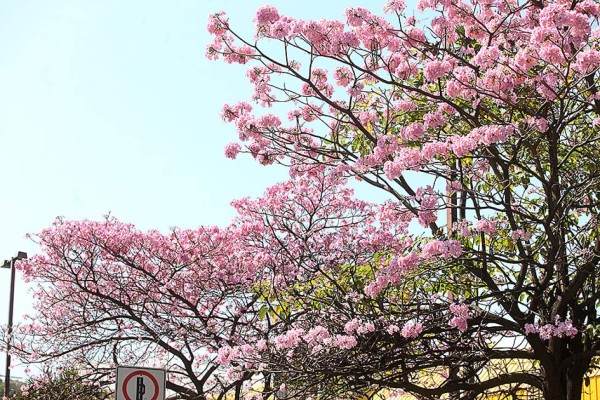 Las Fotos de la Semana en ElHeraldo.hn