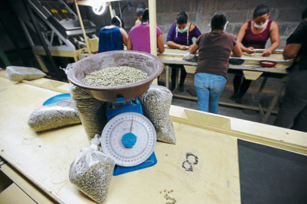 Mágico grano que conquista el paladar de los sanmarqueños