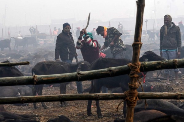FOTOS: El dantesco ritual en el que degollaron a 300 mil animales en Nepal
