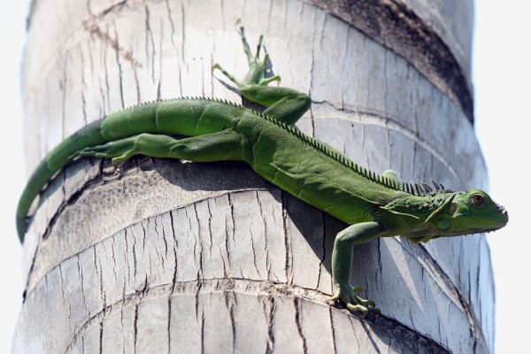 El Golfo de Fonseca, Un tesoro natural en el pacífico hondureño