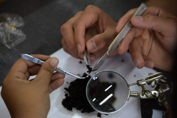 Honduras controla insecto que destruyó un cuarto de sus bosques de pino