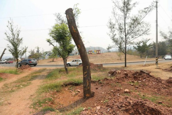 Alcaldía capitalina recupera 70% de árboles trasplantados &nbsp;&nbsp;&nbsp;