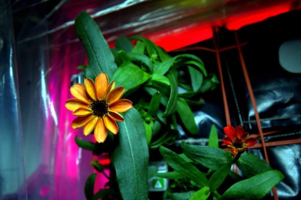 Flores en el espacio, un astronauta las cultiva en la estación ISS
