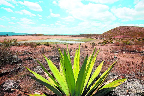 Sitio ecoturístico planean para Laguna del Pedregal