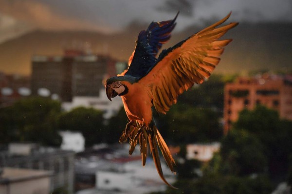 Las mejores fotos de la semana en América Latina  