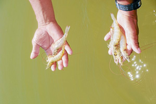 Gobierno de Honduras perderá 30 millones por toma de camaroneras