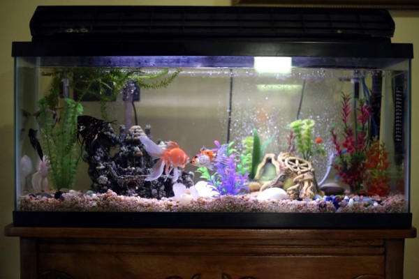 Acuariofilia, cuidado de los peces