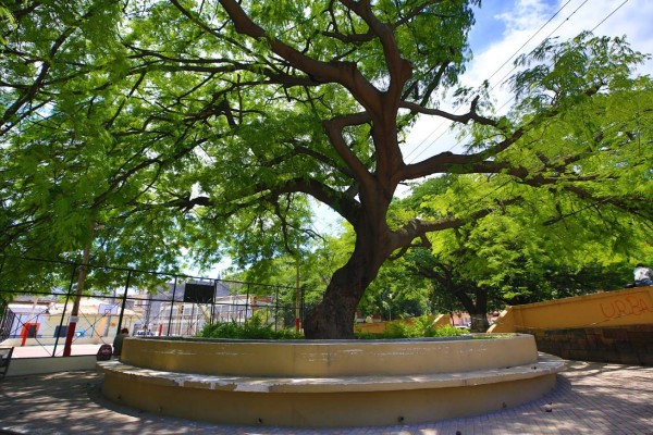 Adecuar obras a los árboles y plan de reforestación piden en la capital