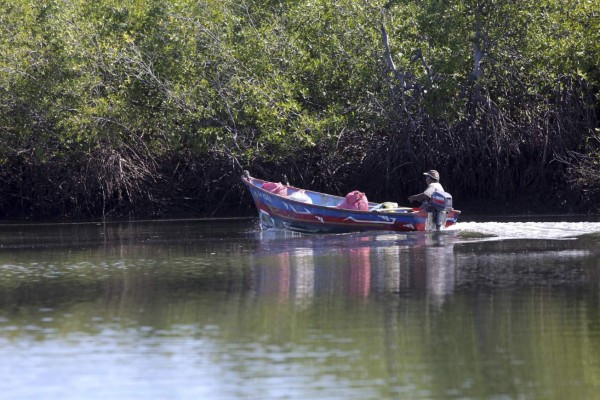 Golfo de Fonseca recupera su biodiversidad