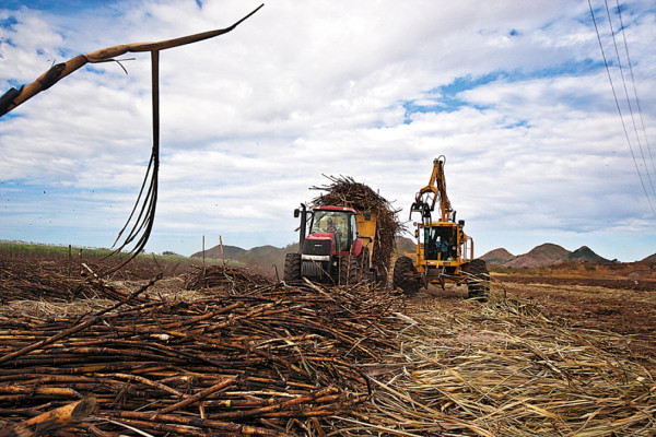 Industria del azúcar se prepara para mayor producción