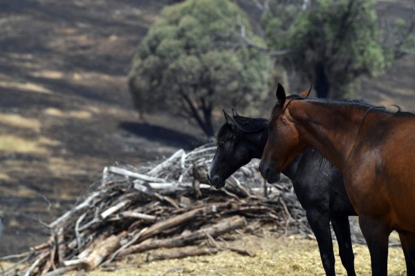 ¡Imágenes que duelen! Incendios siguen arrasando con bosques y animales de Australia