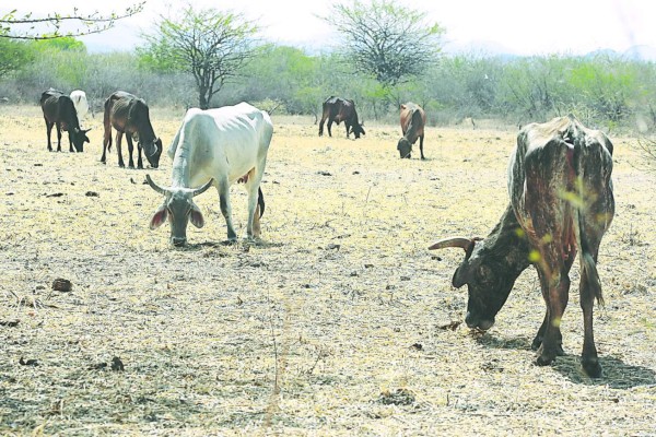 Ganaderos de la zona sur sin agua ni pasto para semovientes