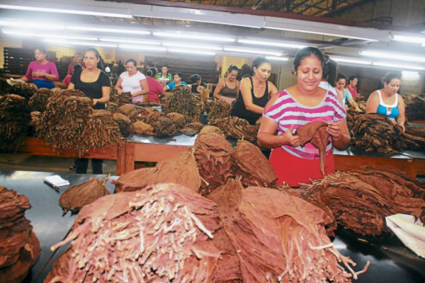 Rubros agrícolas que sostienen la economía