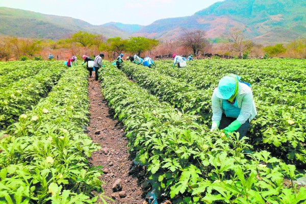 Con 2,800 cosechas se enfrentará verano