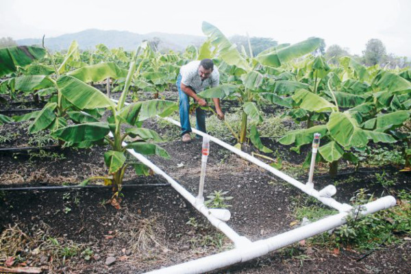 Diversifican producción agrícola en el valle de Jamastrán