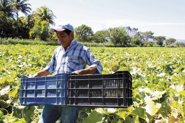 Mejoran producción agrícola con asistencia internacional