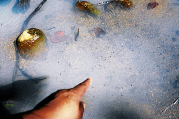 Ríos y quebradas de Oropolí convertidos en botaderos