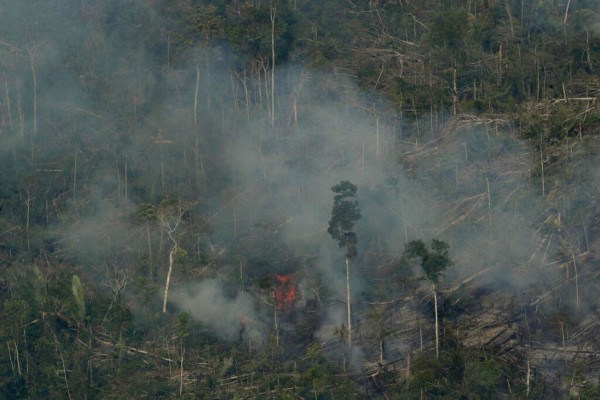 Animales muertos y bosques en cenizas: Las fotos de Amazonia en llamas