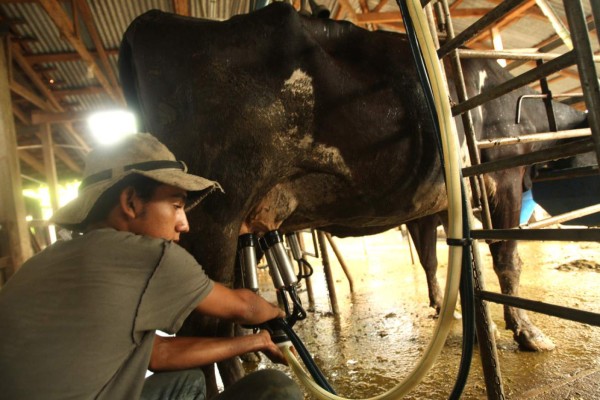 El próximo viernes inicia compra del excedente de leche
