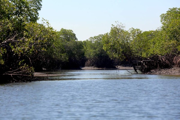 Honduras: El mangle, la joya natural más bella del Sur