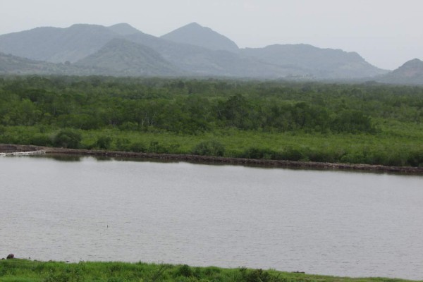 Destrucción del bosque de mangle amenaza biodiversidad del Golfo