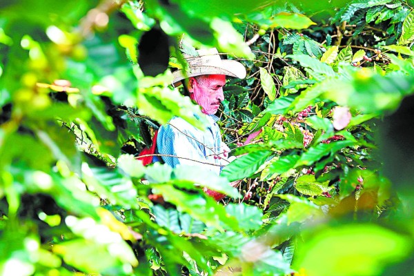 El Ihcafé revela que los corteros ganan entre 200 y 400 lempiras al día