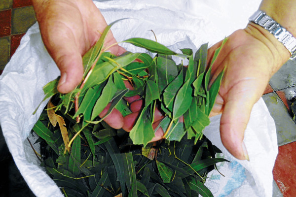 Procesan y envasan medicina natural para pacientes pobres