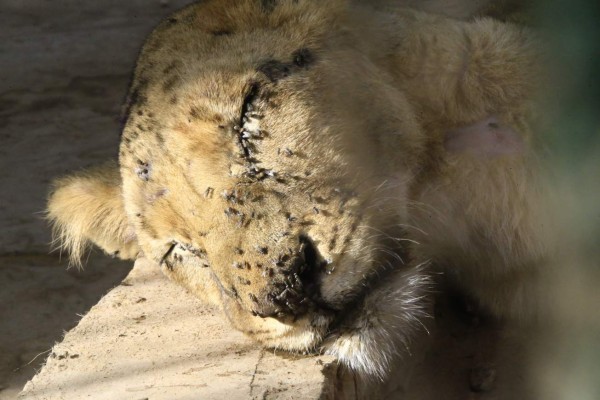 Desgarradoras imágenes de leones en extrema desnutrición en Sudán; hoy falleció uno