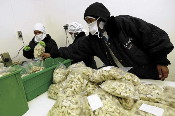 UE puede cerrar mercado al camarón hondureño