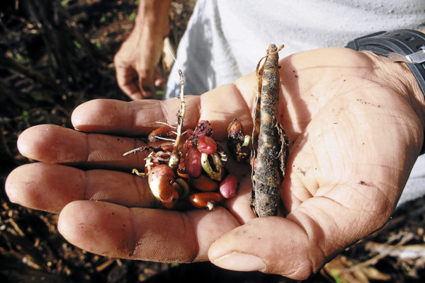 Bajos precios y saturación de agua ahoga economía de productores