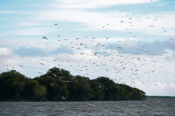 Un recorrido al natural por el bosque de mangle