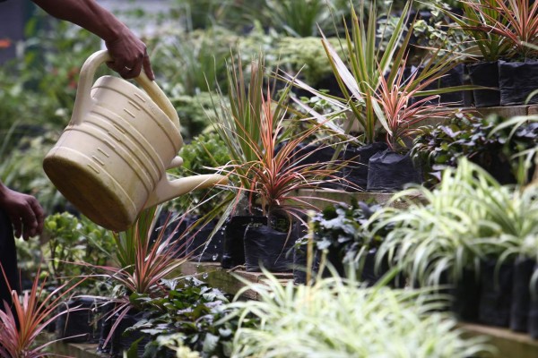 Cuidados de un jardín radiante