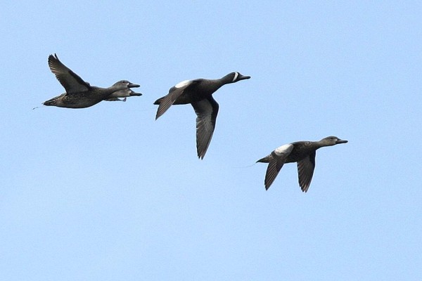 Las Fotos de la Semana en ElHeraldo.hn