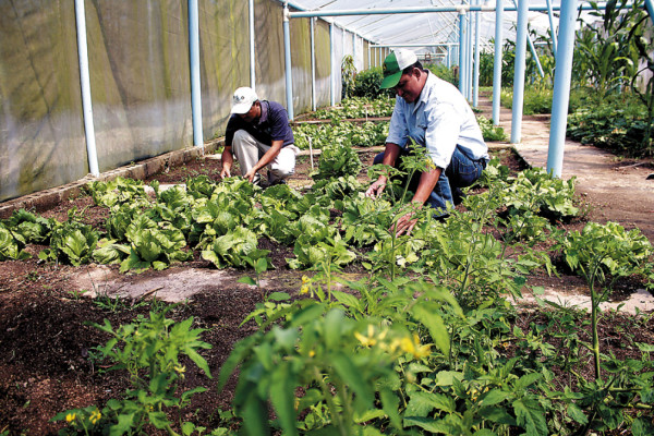 Promueven la diversificación de cultivos en tierras de El Paraíso
