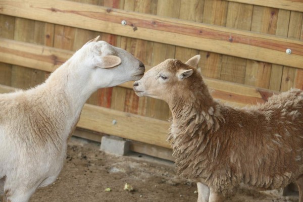 Zoológico Rosy Walther, un destino hermoso en la capital de Honduras