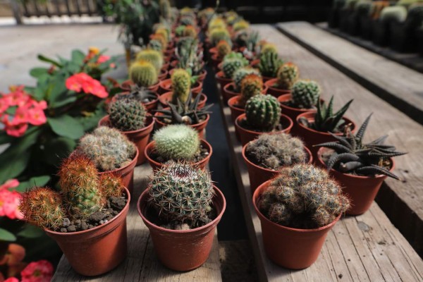 ¿Cómo decorar el jardín?