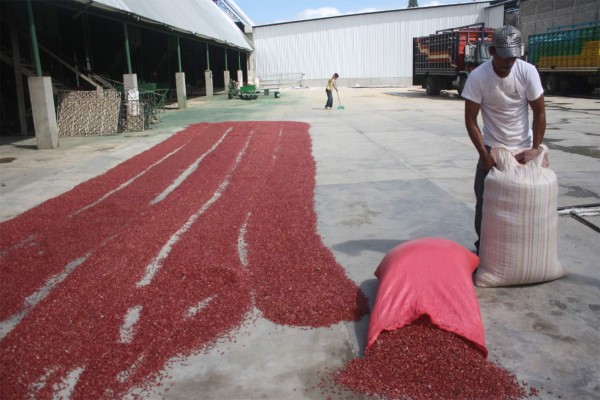 Intermediarios y bajos precios reducen ingreso de productores