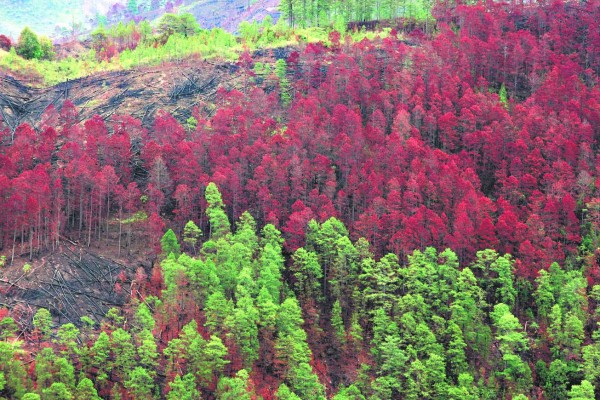 La plaga del descortezador está acabando con el bosque de la capital en las zonas productoras de agua.