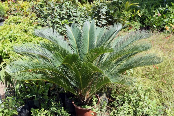 Cuidados de un jardín radiante