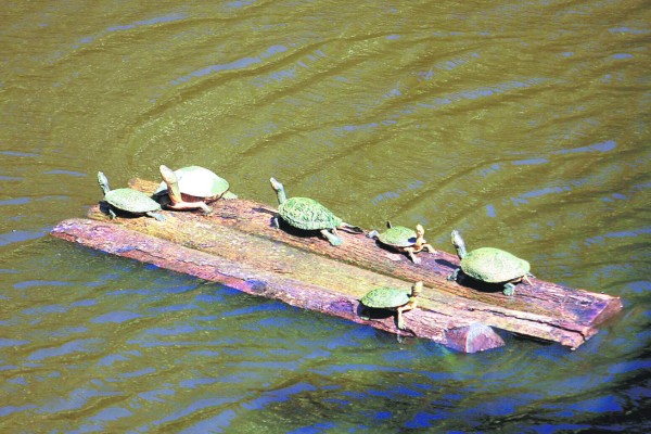 Aventura para explorar la vida silvestre en Roatán