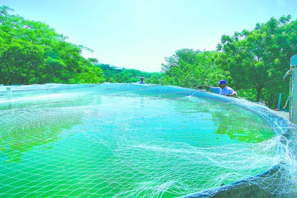 Con producción de tilapia tratan de vencer la escasez de alimentos