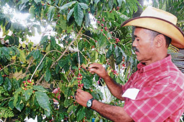 Por falta de obreros se pierde café en El Paraíso